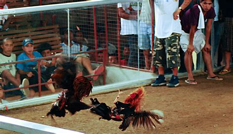 sabong game|Sabong International .